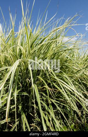 Zebra grass Miscanthus sinensis Ornamental,Grasses clump Stock Photo