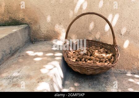 Old basket full of freshly picked almonds in shells, on the stairs, traditional Mediterranean style Stock Photo