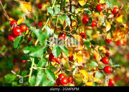 Rosehip berries in November . Colorful autumn nature background Stock Photo