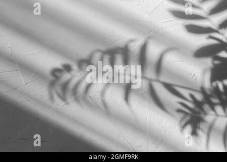 abstracted palm leaf shadow on grey concrete background Stock Photo