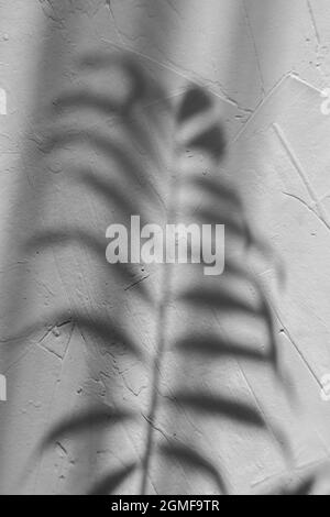 abstracted palm leaf shadow on grey concrete background Stock Photo