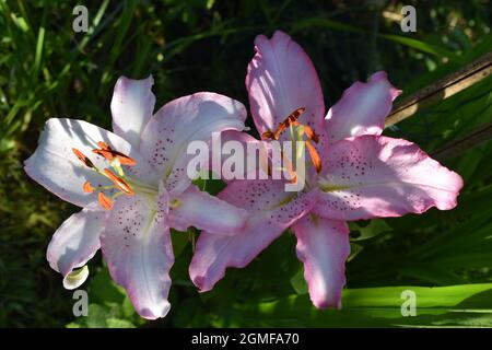 Lilium Joséphine Stock Photo