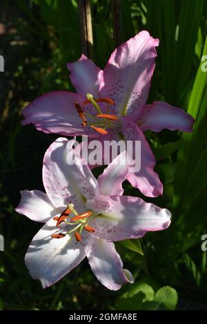Lilium Joséphine Stock Photo