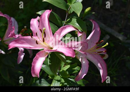 Lilium Joséphine Stock Photo