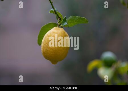 lemon on the tree, Llucmajor, Mallorca, Balearic Islands, Spain. Stock Photo