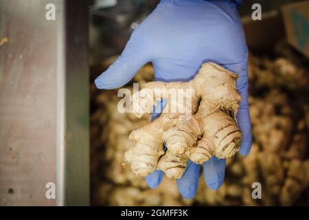 hand holding a ginger bulb, Zingiber officinale, Sa Teulera farm, Petra, Mallorca, Balearic Islands, Spain. Stock Photo