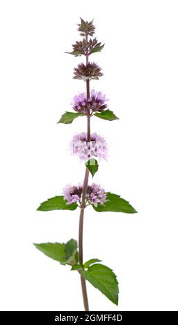 Peppermint flowers isolated on white background. Mint branch. Herbal medicine. Stock Photo