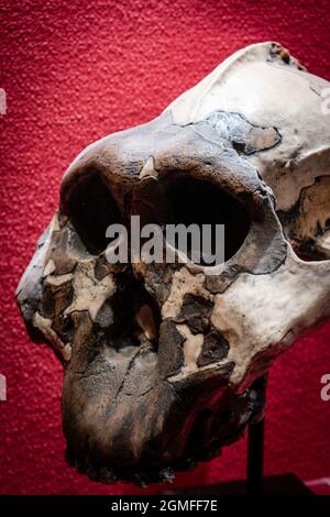 Paranthropus boisei, dear boy skull replica, Museo Comarcal de Molina de Aragón, Guadalajara, Spain. Stock Photo