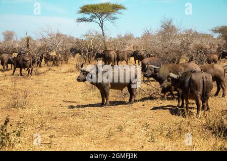A herd of Cape buffalo standing in the African bush. Stock Photo