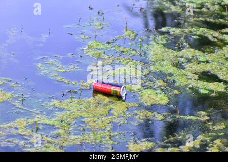 Aluminum can between aquatic plants in the water Stock Photo
