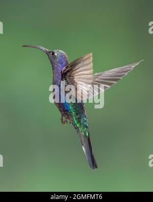 Violet Sabrewing (Campylopterus hemileucurus) hummingbird hovering, Costa Rica