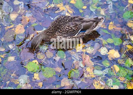 wild duck with blue feathers called a speculum on her wings Stock Photo