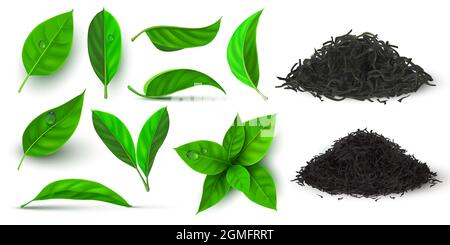Realistic green tea leaves with drops isolated on white background ...