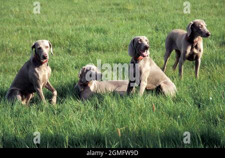 fouradult Weimaraners sitting in field Stock Photo