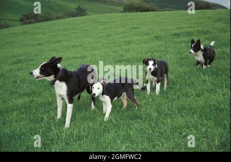 sheepdog & her 3 pupies running in field, Keld, Swaledale, Yorkshire Dales, England Stock Photo