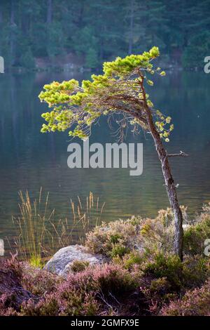 Heather, golden grasses and a young pine tree in golden evening light on the shores of beautiful Loch an Eilein, Rothiemurchus, Cairngorms National Pa Stock Photo