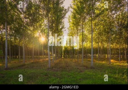 The evening sun shines from behind the trees birches that cast shadows in the park Stock Photo