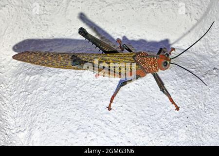 Grasshopper resting on a wall at night Costa Rica Stock Photo