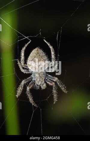 Hairy Spider on web, Costa rica Stock Photo