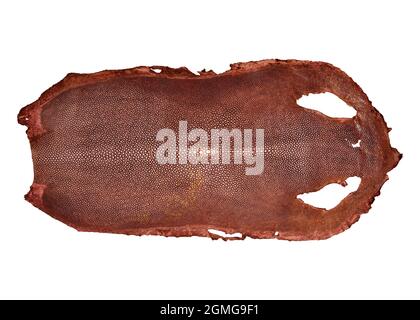 Tanned red raw exotic stingray skin isolated on white background Stock Photo