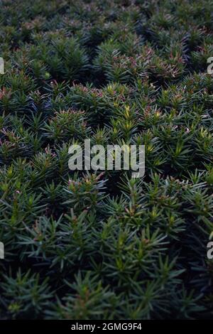 Green needles from a bush of a coniferous plant for the whole background. The front and back of the background are slightly blurred. Stock Photo