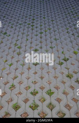 Paving stone tiles for the whole background. Grass grows through it. The back of the background is slightly blurred and darkened. Stock Photo