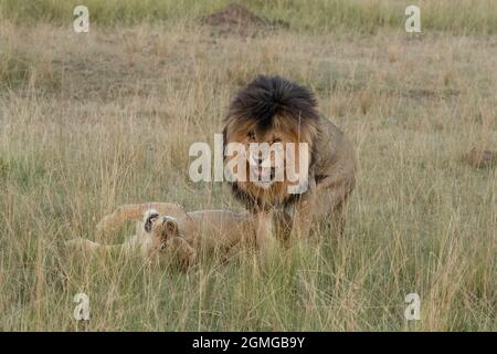Maned Lion, SCAR, (Panthera leo) Masai Mara, of Big Cat Diary, in the Masai Mara Game reserve Stock Photo