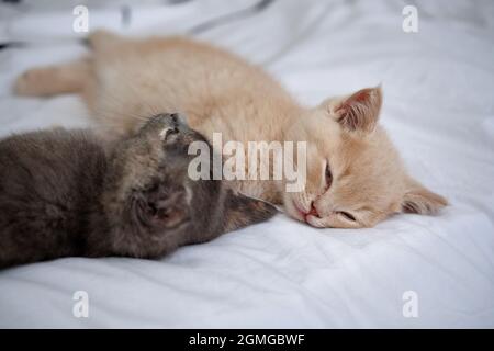 two lovely  kittens are sleeping on the white bedding cuddled together
