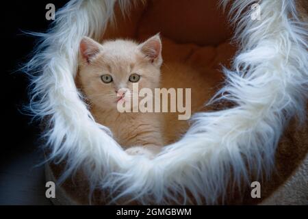 portrait of a cute short-haired kitten with a ginger coat lying in its lair looking at the camera Stock Photo