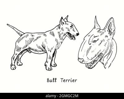 Bull Terrier collection standing side view and head. Ink black and white doodle drawing in woodcut style. Stock Photo