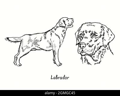 Labrador Retriever collection standing side view and head. Ink black and white doodle drawing in woodcut style. Stock Photo