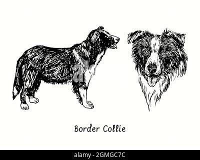 Border Collies collection standing side view and head. Ink black and white doodle drawing in woodcut style. Stock Photo