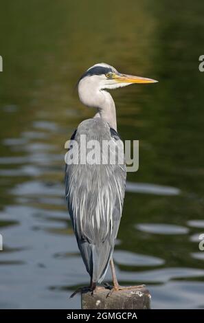 Adult Grey Heron, Ardea Cinerea, perched on wooden post, Serpentine, Hyde Park, London, United Kingdom Stock Photo