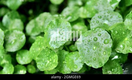 Closeup of centella asiatica with raindrops on it growing in a field under the sunlight Stock Photo