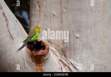 Budgerigar, Melopsittacus undulatus, perched outside its nest in a eucalyptus tree in outback central Australia. Stock Photo
