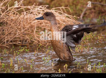 Grey Teal, Anas gracilis, female flapping and drying its wings in a shallow waterhole in outback central Australia. Stock Photo