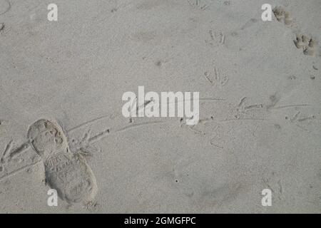 A man's shoe print, bird feet prints, and dog pay prints in the sand. Stock Photo