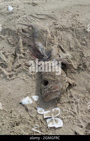 A dead fish and broken seashells on a beach. Stock Photo