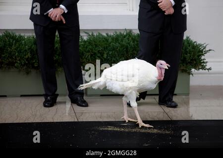 Courage, the National Thanksgiving turkey, waits to be pardoned at  the North Portico of the White House Tuesday, November 25, 2009 in Washington. (Official White House Photo by Chuck Kennedy) This official White House photograph is being made available only for publication by news organizations and/or for personal use printing by the subject(s) of the photograph. The photograph may not be manipulated in any way and may not be used in commercial or political materials, advertisements, emails, products, promotions that in any way suggests approval or endorsement of the President, the First Fami Stock Photo