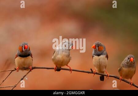 Four Zebra Finch, Taeniopygia guttata, perched near a water hole in outback Central Australia. Stock Photo