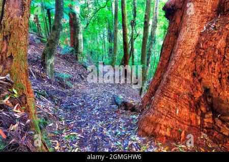 Wide red gum trees along the walking track in Dorrigo National park of ancient Gondwana continent rainforest. Stock Photo