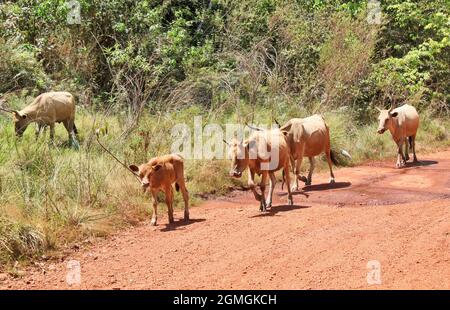 Three head of cattle walking a red dirt road while two of the cattle are tied on beside the country road in Guinea, West Africa.. Stock Photo
