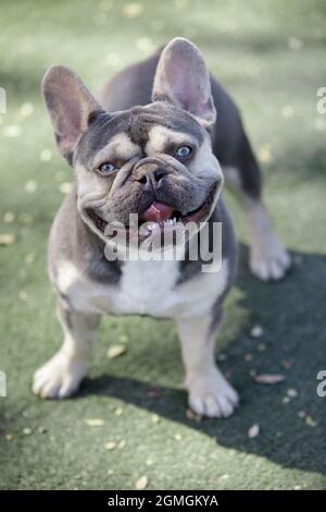 2.5-Year-Old Lilac Tan White Brindle (AKA Trindle) Male Puppy French Bulldog. Off-leash dog park in Northern California. Stock Photo