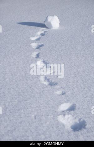 Footprints of snowball in the snow. Winter snow texture natural background. Stock Photo