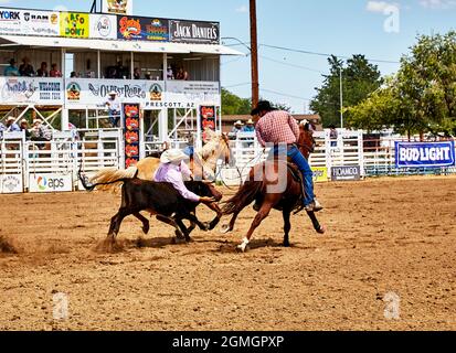 Prescott, Arizona, USA - September 12, 2021: Cowboy jumping off a horse while wrestling a calf at the rodeo competition held at the Prescott Rodeo Fai Stock Photo