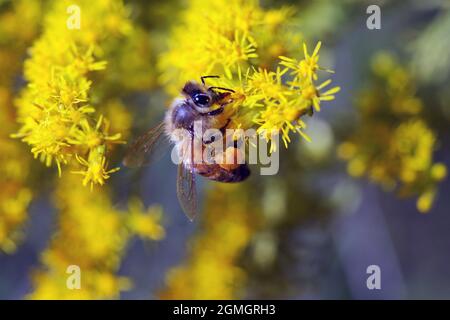 Honey bee with pollen covered legs on yellow golden rod Stock Photo