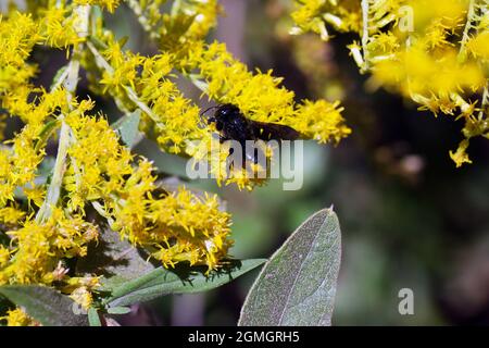Macro small black carpenter bee with pollen sac on leg on yellow goldenrod Stock Photo