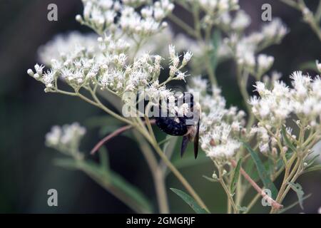 Macro male Eastern Carpenter bumblebee on white flower Stock Photo