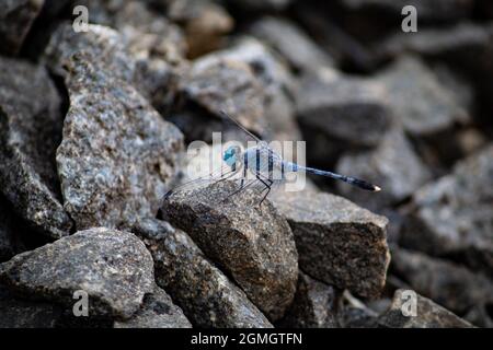 Blue dragonfly on a rock Stock Photo