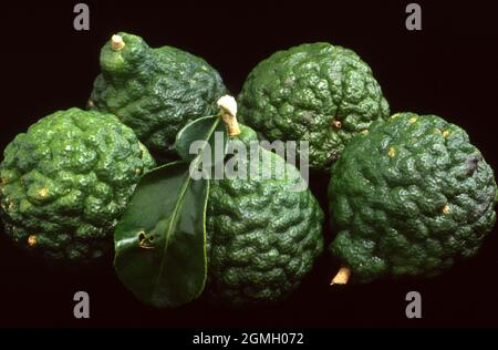 FRESH HARVESTED KAFFIR LIMES (CITRUS HYSTRIX) ALSO KNOWN AS MAKRUT, THAI LIMES OR MAURITIUS PAPEDA ON BLACK BACKGROUND. Stock Photo